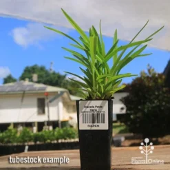 Dianella Petite Marie -Cheap The Aussie Garden Store apo petite marie dianella tubestock2