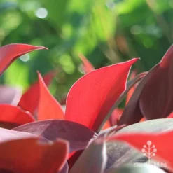 Philodendron Prince Of Orange -Cheap The Aussie Garden Store apo philo prince of orange leaf