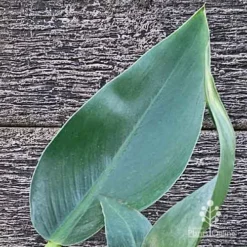 Philodendron Fat Boy -Cheap The Aussie Garden Store apo philodendron fat boy leaf