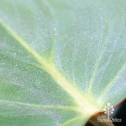 Philodendron Gloriosum - Velvet Philodendron -Cheap The Aussie Garden Store apo philodendron gloriosum glittery