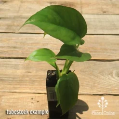 Philodendron Minima - Mini Monstera -Cheap The Aussie Garden Store apo philodendron minima tubestock