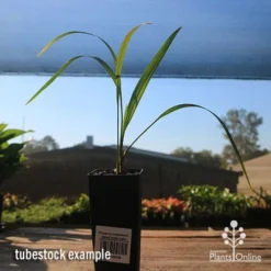 Phoenix Roebelenii - Dwarf Date Palm -Cheap The Aussie Garden Store apo phoenix palm tubestock 1