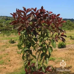 Photinia Black Jack -Cheap The Aussie Garden Store apo photinia black jack bush