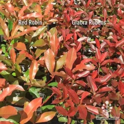 Photinia Red Robin -Cheap The Aussie Garden Store apo photinia red robin glabra rubens 1
