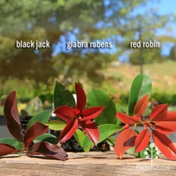 Photinia Red Robin -Cheap The Aussie Garden Store apo photinia trio compare
