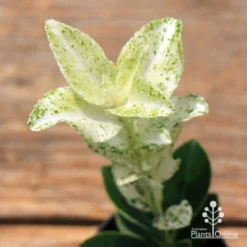 Euonymus Pierrolino - Variegated Spindle -Cheap The Aussie Garden Store apo pierrolino euonymus 1