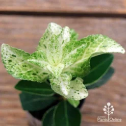 Euonymus Pierrolino - Variegated Spindle -Cheap The Aussie Garden Store apo pierrolino euonymus 2