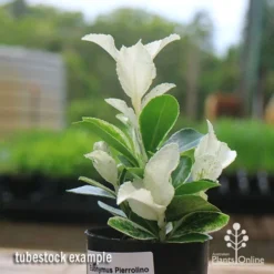 Euonymus Pierrolino - Variegated Spindle -Cheap The Aussie Garden Store apo pierrolino euonymus tubestock