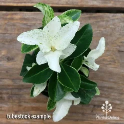 Cheap The Aussie Garden Store -Cheap The Aussie Garden Store apo pierrolino euonymus tubestock top