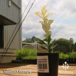 Euonymus Pierrolino - Variegated Spindle -Cheap The Aussie Garden Store apo pierrolino euonymus tubestock2