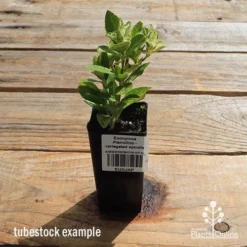 Euonymus Pierrolino - Variegated Spindle -Cheap The Aussie Garden Store apo pierrolino tubestock