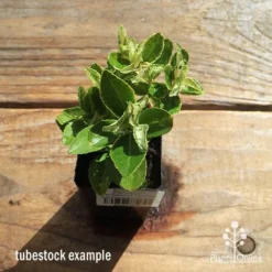 Euonymus Pierrolino - Variegated Spindle -Cheap The Aussie Garden Store apo pierrolino tubestock top