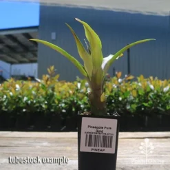 Pineapple Pure Gold -Cheap The Aussie Garden Store apo pineapple tubestock nursery