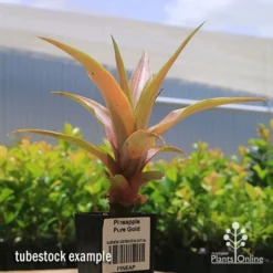 Pineapple Pure Gold -Cheap The Aussie Garden Store apo pineapple tubestock pure gold
