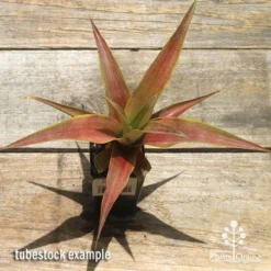 Pineapple Pure Gold -Cheap The Aussie Garden Store apo pineapple tubestock pure gold top