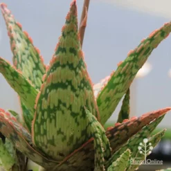 Aloe Pink Blush - Succulent -Cheap The Aussie Garden Store apo pink blush aloe leaves