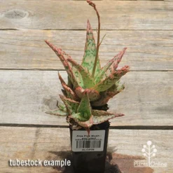 Aloe Pink Blush - Succulent -Cheap The Aussie Garden Store apo pink blush aloe tubestock