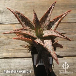 Aloe Pink Blush - Succulent -Cheap The Aussie Garden Store apo pink blush aloe tubestock large
