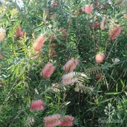 Callistemon Pink Champagne -Cheap The Aussie Garden Store apo pink champagne colour range