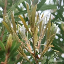 Callistemon Pink Champagne -Cheap The Aussie Garden Store apo pink champagne new leaf colour