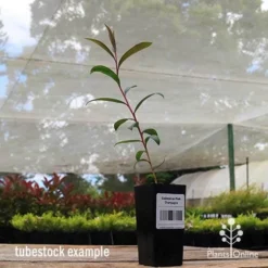 Callistemon Pink Champagne -Cheap The Aussie Garden Store apo pink champagne tubestock
