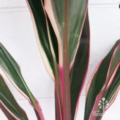 Cordyline Fruticosa Pink Diamond -Cheap The Aussie Garden Store apo pink diamond colouring