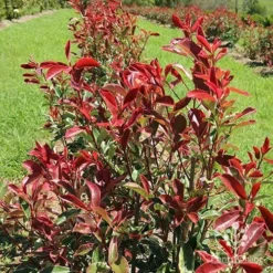 Photinia Pink Marble -Cheap The Aussie Garden Store apo pink marble hedge flower farm