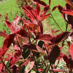 Photinia Pink Marble -Cheap The Aussie Garden Store apo pink marble leaf colour