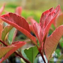Photinia Pink Marble -Cheap The Aussie Garden Store apo pink marble photinia new leaf