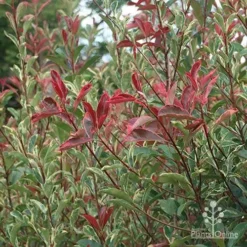 Photinia Pink Marble -Cheap The Aussie Garden Store apo pink marble photinia nursery