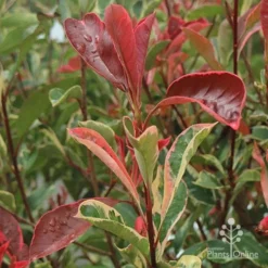 Photinia Pink Marble -Cheap The Aussie Garden Store apo pink marble photinia shoot