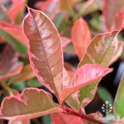 Photinia Pink Marble -Cheap The Aussie Garden Store apo pink marble very pink