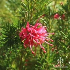 Grevillea Pink Pearl -Cheap The Aussie Garden Store apo pink pearl grevillea flower 1