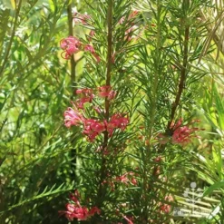 Grevillea Pink Pearl -Cheap The Aussie Garden Store apo pink pearl grevillea habit 1