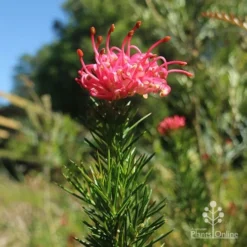 Grevillea Pink Pearl -Cheap The Aussie Garden Store apo pink pearl grevillea new flower 1