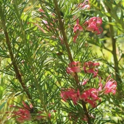 Grevillea Pink Pearl -Cheap The Aussie Garden Store apo pink pearl grevillea nursery