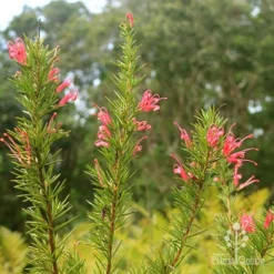 Grevillea Pink Pearl -Cheap The Aussie Garden Store apo pink pearl grevillea nursery flowering closeup 1