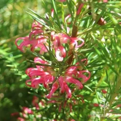 Grevillea Pink Pearl -Cheap The Aussie Garden Store apo pink pearl grevillea sunlit 1