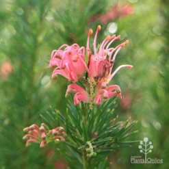 Grevillea Pink Pearl -Cheap The Aussie Garden Store apo pink pearl stem
