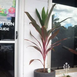 Cordyline Fruticosa Pink Diamond -Cheap The Aussie Garden Store apo pinkdiamond reception