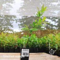 Pomegranate Double Orange -Cheap The Aussie Garden Store apo pomegranate double flower tubestock