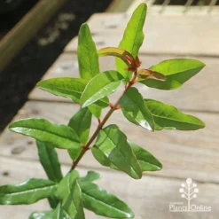 Pomegranate Double Orange -Cheap The Aussie Garden Store apo pomegranate double orange foliage 1