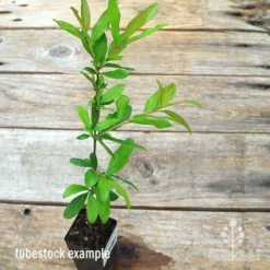 Pomegranate Double Orange -Cheap The Aussie Garden Store apo pomegranate double tubestock