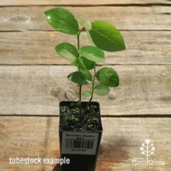 Blueberry Powder Blue 7 Blueberry Powder Blue -Cheap The Aussie Garden Store apo powder blue tubestock top