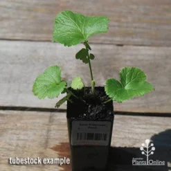 Geum Pretticoats Peach -Cheap The Aussie Garden Store apo pretticoats peach tubestock