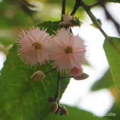 Elaeocarpus Prima Donna - Blueberry Ash -Cheap The Aussie Garden Store apo prima donna flower beneath 1