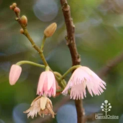 Elaeocarpus Prima Donna - Blueberry Ash -Cheap The Aussie Garden Store apo prima donna flower stages 1