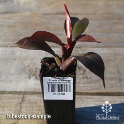 Philodendron Prince Of Orange -Cheap The Aussie Garden Store apo prince of orange philo tubestock2