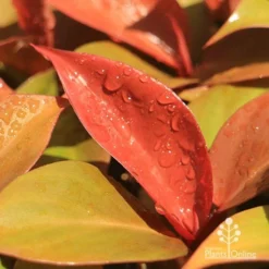 Philodendron Prince Of Orange -Cheap The Aussie Garden Store apo prince of orange philodendron colours