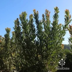 Protea Pink Ice -Cheap The Aussie Garden Store apo protea bushes at farm
